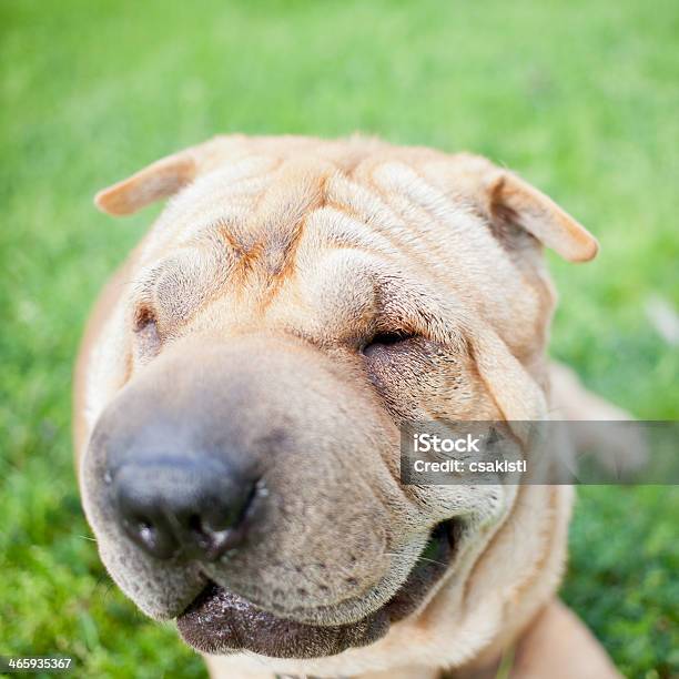 Sharpei Dog Stock Photo - Download Image Now - Animal, Beige, Brown