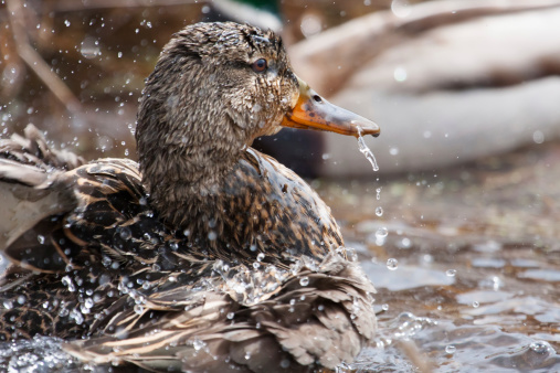 雌マラード水泳や水遊び - ストックフォト・写真素材...