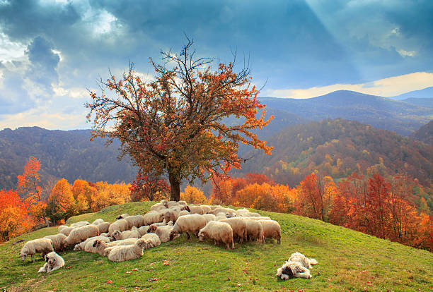 istock lambs in the autumn 465936707