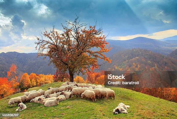 Lambs In The Autumn Stock Photo - Download Image Now - Agriculture, Animal, Autumn