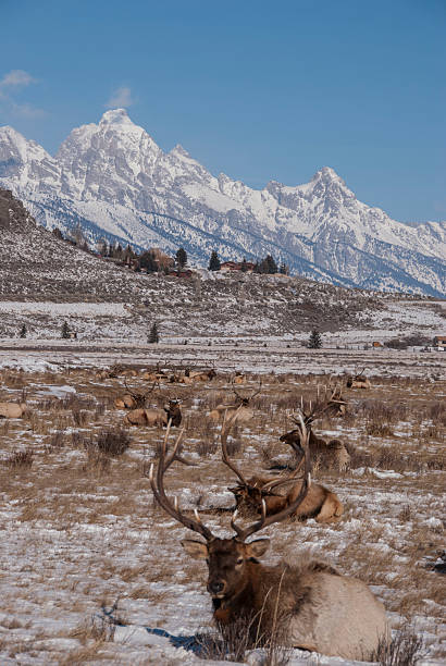 istock Bull Elk on Snowy Field and Grand Teton 465937613