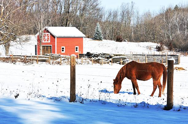 istock Horse in Snow 465937753