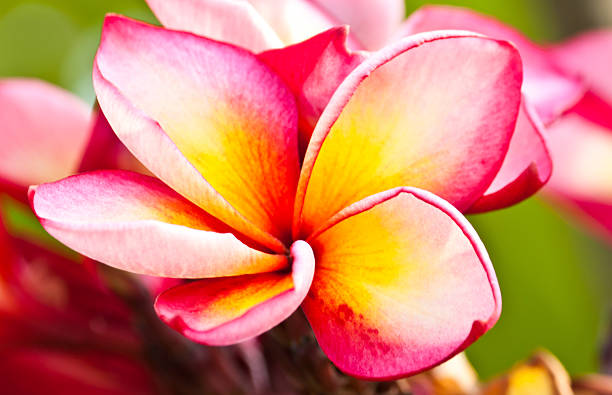 istock frangipani,Plumeria flowers 465937767