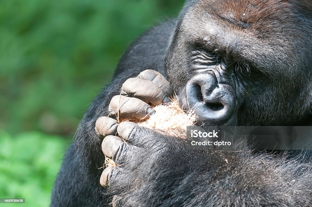Silverback Gorilla with Coconut Fruits Male adult lowland silverback gorilla struggling with coconut husk. 2015 Stock Photo