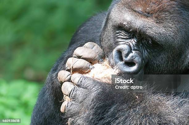 Silverback Gorilla With Coconut Fruits Stock Photo - Download Image Now - 2015, Activity, Animal Wildlife