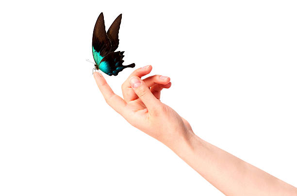 istock butterfly on woman's hand. In motion 465940039