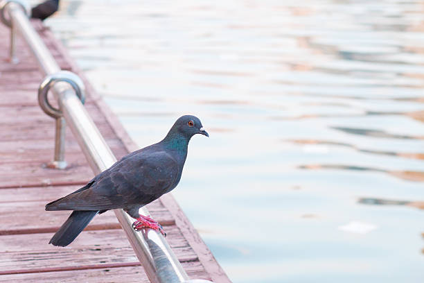 istock ferral pigeon detail 465940135
