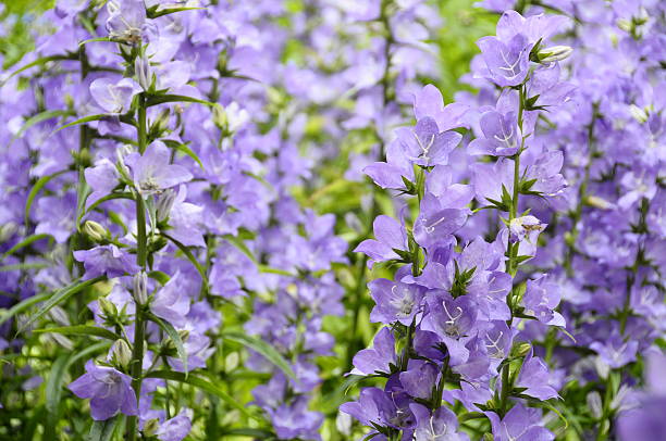 istock Background of purple flowers 465940247