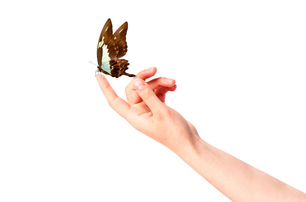 istock butterfly on woman's hand. In motion 465940505