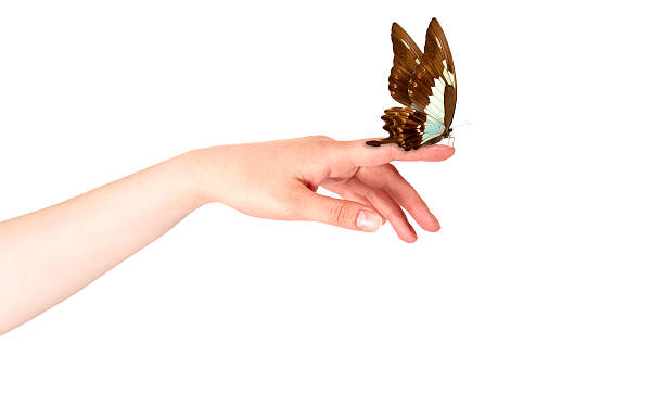istock butterfly on woman's hand. In motion 465940509