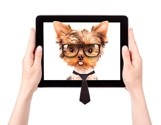business cane su una tavoletta digitale schermo - businessman starting block business sport foto e immagini stock