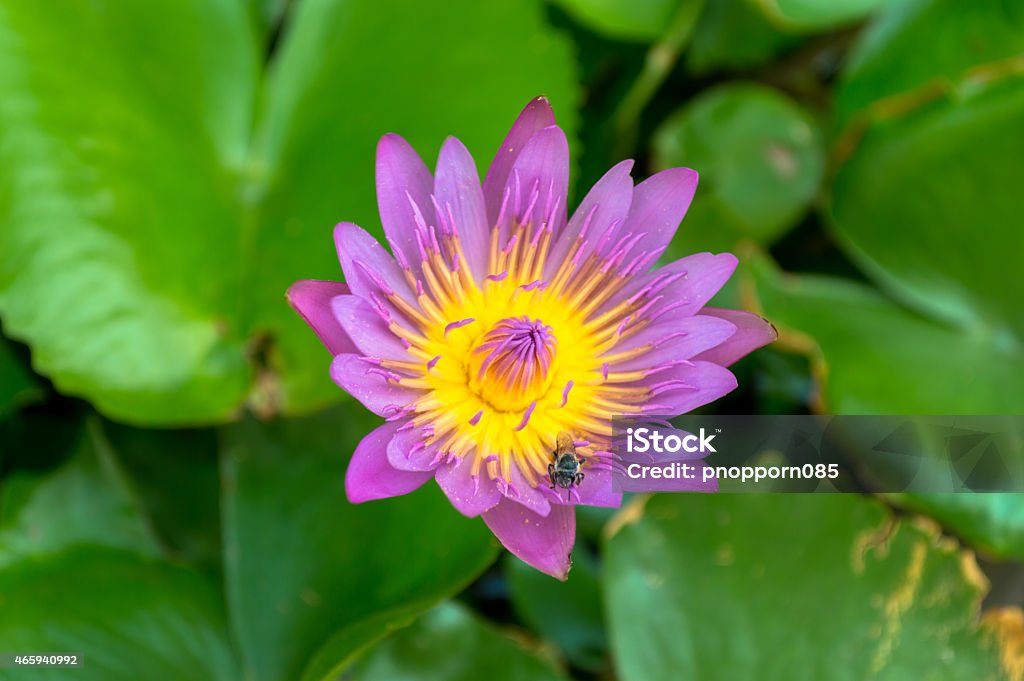 lotus is beautiful lotus on the background 2015 Stock Photo