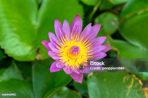 Lotus Is Beautiful Stock Photo - Download Image Now - 2015, Abstract, Asia