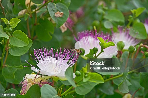 Flowering Caper Plant Stock Photo - Download Image Now - Bee, Caper, Flower