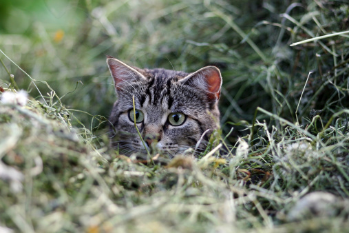 a cat on mouse hunt in the hay