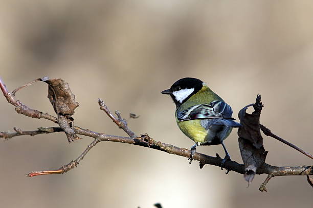 istock great tit on branch in the garden 465943589