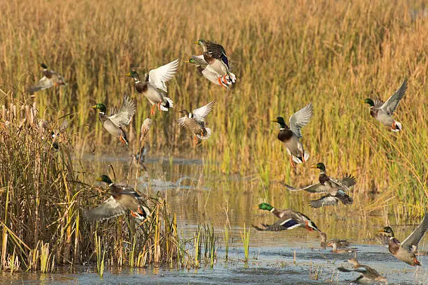 A flock of ducks flushing from a wetland
