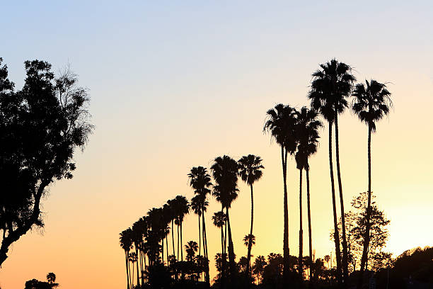 istock Trees Of Southern California At Dusk 465943938