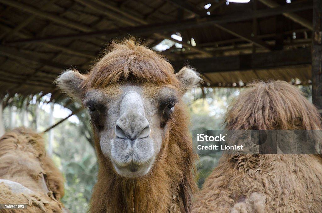 Cammello marrone - Foto stock royalty-free di Animale