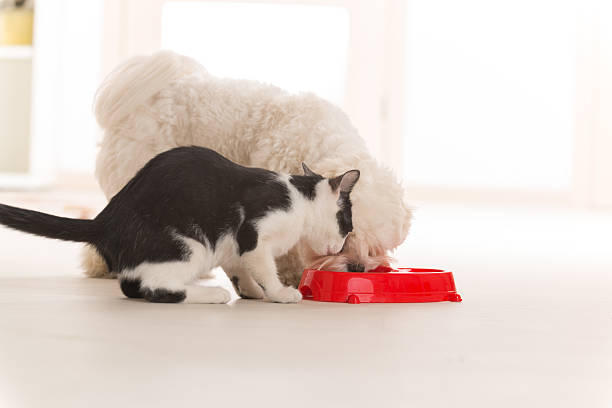 istock Dog and cat eating food from a bowl 465945305