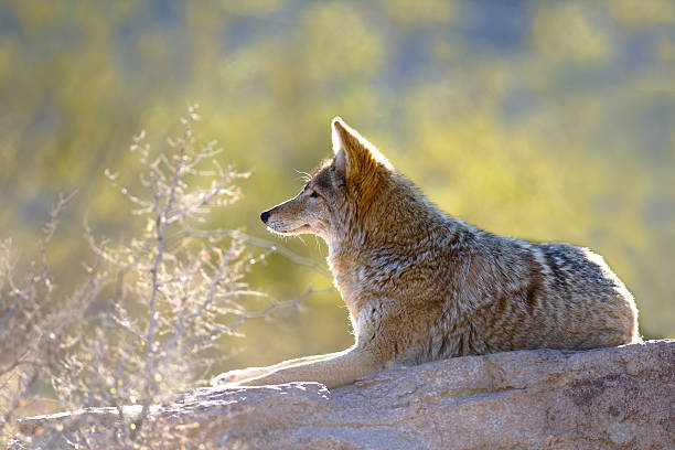 coyote A coyote relaxing on a rock. sonoran desert stock pictures, royalty-free photos & images