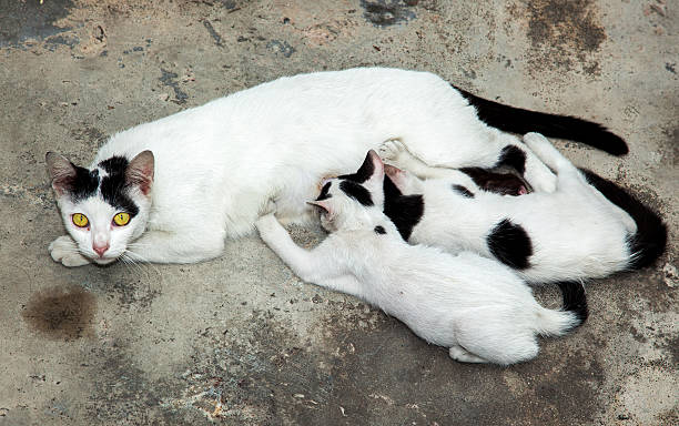 strada di gatto - protection domestic cat animal head cub foto e immagini stock