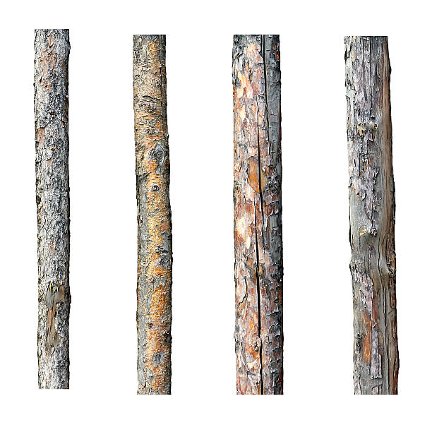 set of four timber isolated on white background set of four timber isolated on white background tree trunk stock pictures, royalty-free photos & images