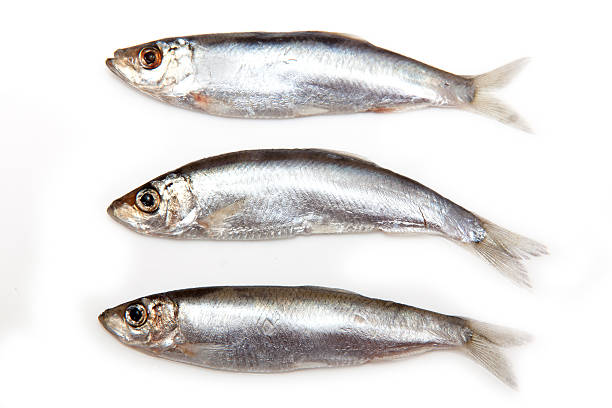 istock Sprats a small oily fish isolated on a white background 465946825