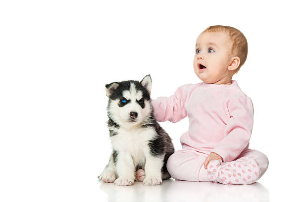 istock Little girl with a puppy husky 465948162