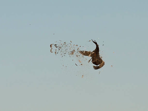 foto ao faisão - pheasant hunting bird gamebird - fotografias e filmes do acervo