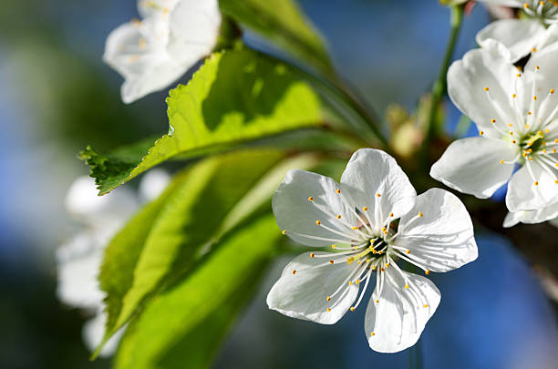 Micro Identification Tree 9,400+ Micro Tree Stock Photos, Pictures & Royalty-Free Images - iStock