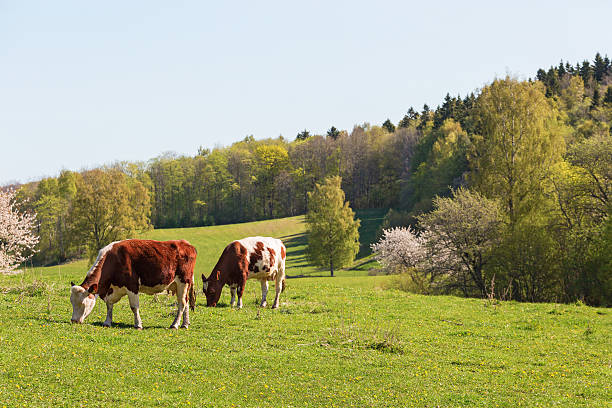 istock Cows grazing in the field 465948564