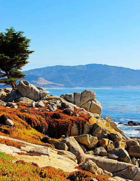 pescadero ポイントモントレーカリフォルニア州 - big sur cypress tree california beach ストックフォトと画像