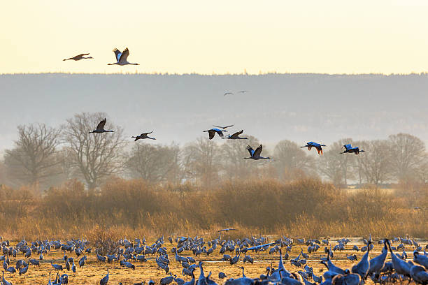istock Cranes flying in countryside landscape 465951300