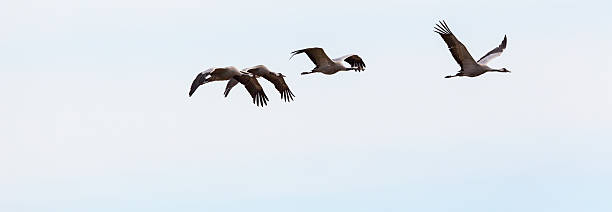 istock Flock of cranes flying 465951324