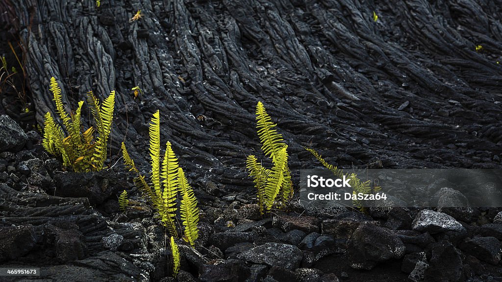 Lava Rock and Ferns Black volcano rocks and new life on it. Fern Stock Photo