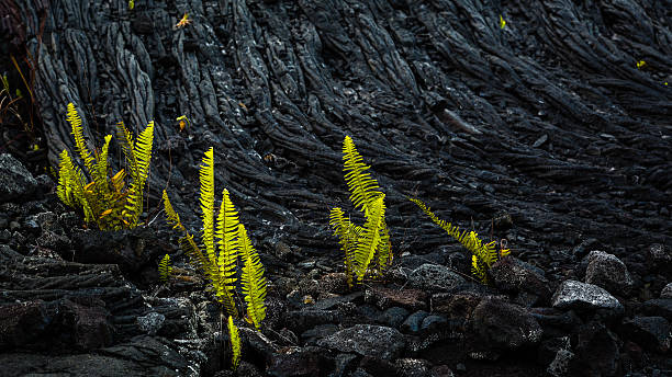 Lava Rock and Ferns stock photo