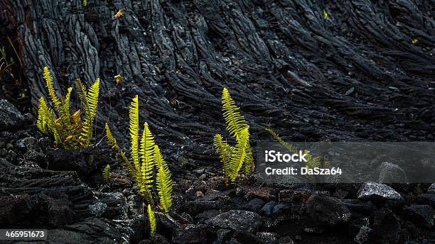 Lava Rock And Ferns Stock Photo - Download Image Now - Fern, Lava, Big Island - Hawaii Islands