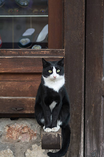 istock Street Cat - Sarajevo 465952207