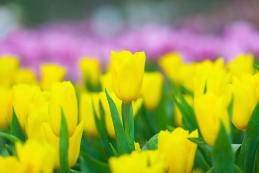 Yellow tulips with bokeh background