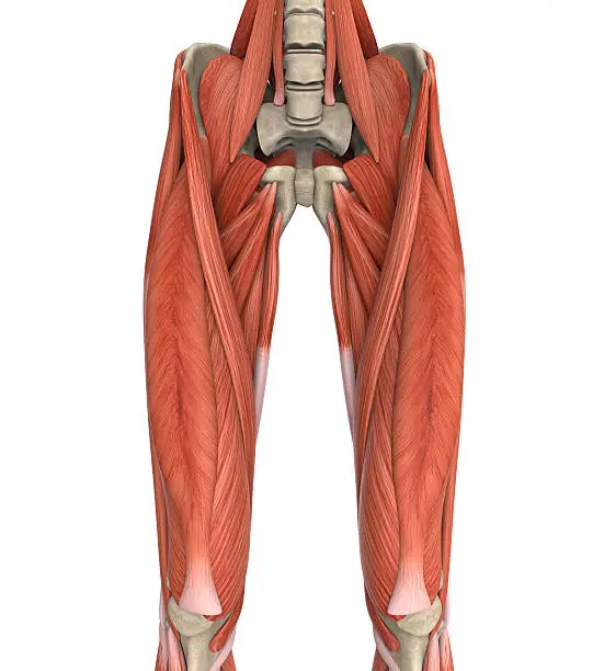 Photo of Detail of the upper legs muscles anatomy