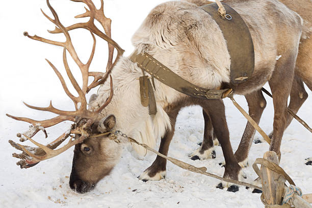 istock reindeer sled in the snow 465952682