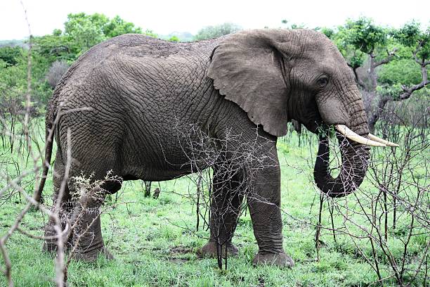 istock Elephant, bull elephant eats in Kruger National Park South Africa 465952834