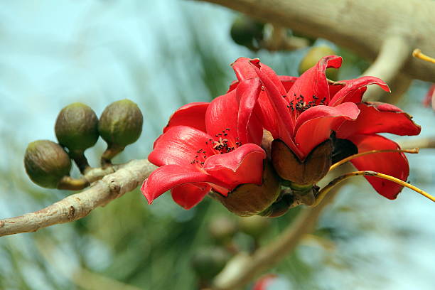 Blossoms of the Red Silk Cotton Tree Blossoms of the Red Silk Cotton Tree ceiba tree photos stock pictures, royalty-free photos & images
