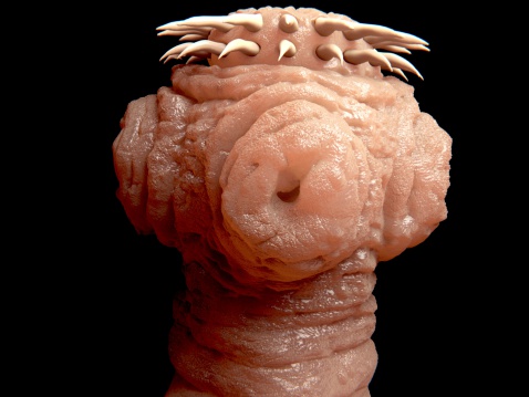 Tapeworms are a species of parasitic flatworms. They live in the digestive tracts of vertebrates. The scolex (head) attachess to the intestine of the host, the hooks and suckers aid in the attachment.