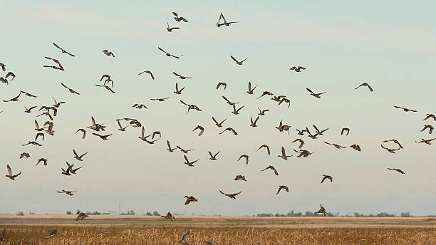 istock Large Flock of Ducks 465954635