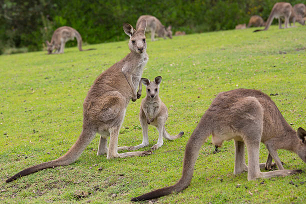 istock Female Kangaroo with Joey 465955274