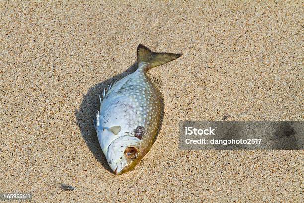 Martwych Ryb Na Plaży - zdjęcia stockowe i więcej obrazów Bez ludzi - Bez ludzi, Beżowy, Brokat - Wyposażenie artysty i rzemieślnika