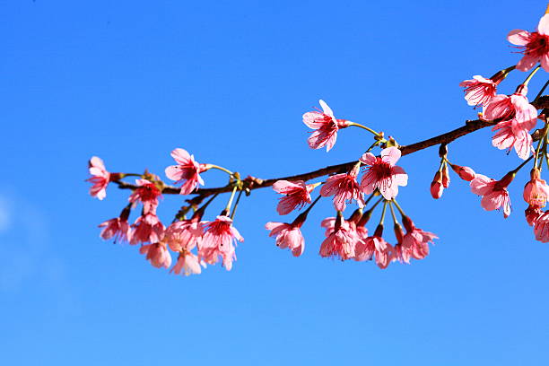 istock Blossom of Sakura 465956002