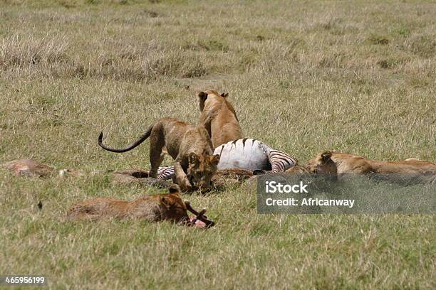 Lions With Kill Eating Zebra Savannah Ngorongoro Crater Serengeti Tanzania Stock Photo - Download Image Now